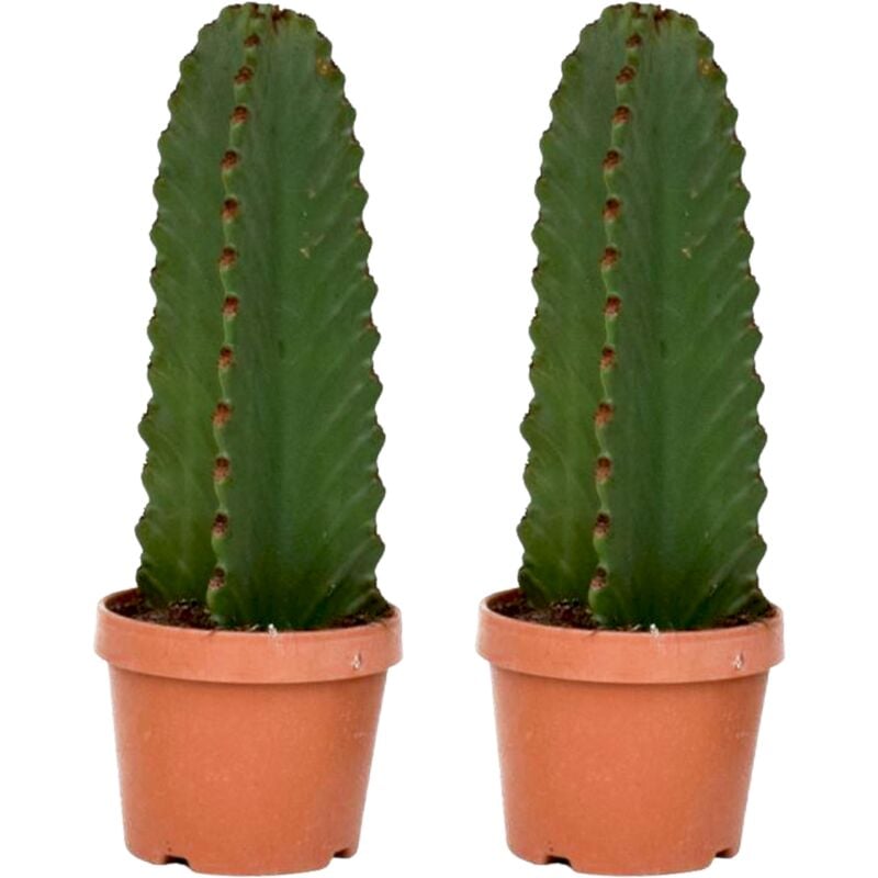 Plant In A Box - Euphorbia Ingens 'cactus cowboy' - Lot de 2 - cactus - ø18cm - hauteur 40-50cm - Jaune