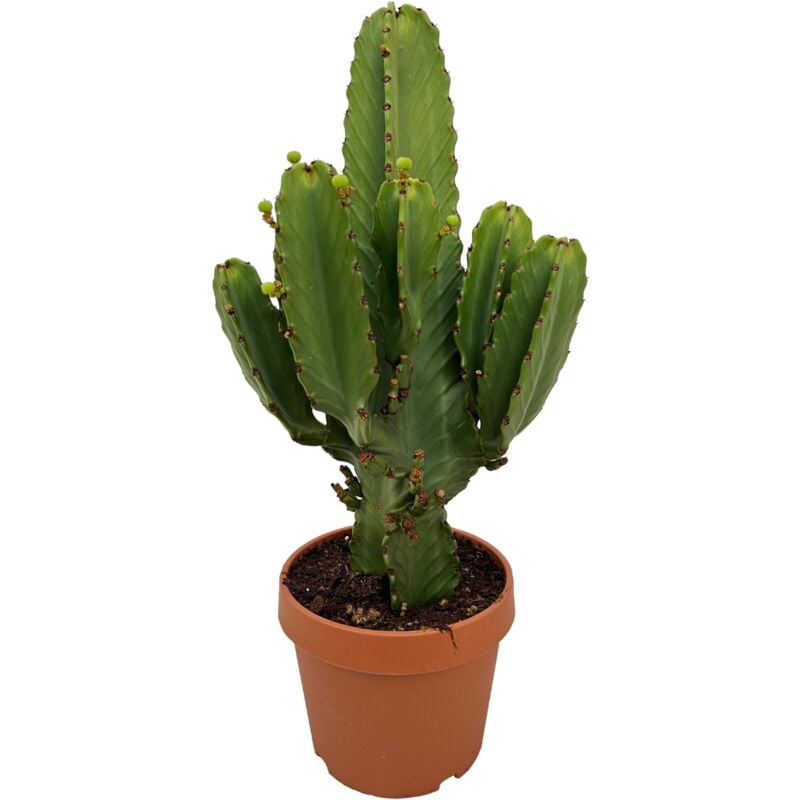 Plant In A Box - Euphorbia Ingens 'cactus cowboy' xl - cactus - pot 24cm - hauteur 85-95cm - Jaune