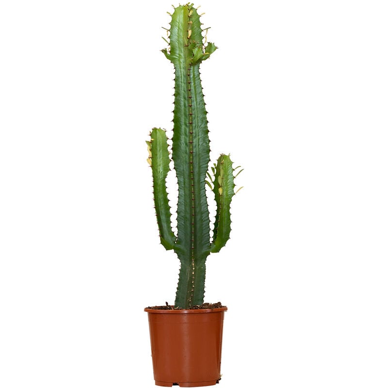 Bloomique - Euphorbia Ingens - Euphorbia Acruensis - Plante d'intérieur - Vivace - ⌀17 cm - ↕60-70 cm - Green