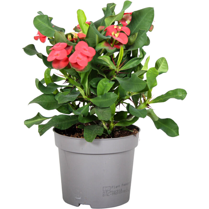 Plant In A Box - Euphorbia Milii - Épine du Christ - Succulente - ⌀ 13 cm - hauteur 25-35 cm - Rose
