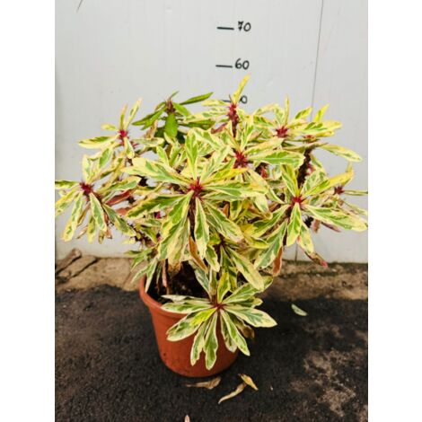 Euphorbia milii variegata  spina di cristo variegata vaso 24 foto reali