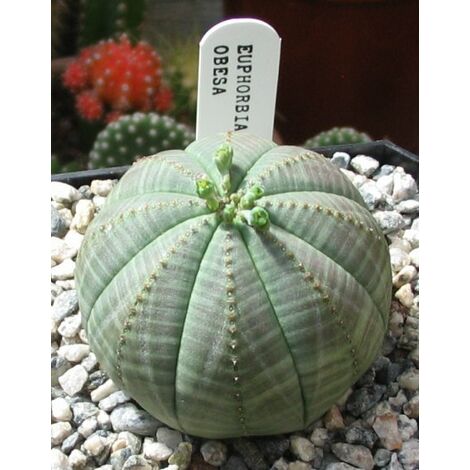 Piante grasse vere piantine succulenti cactus con spine in vaso 5,5 cm vari  formati