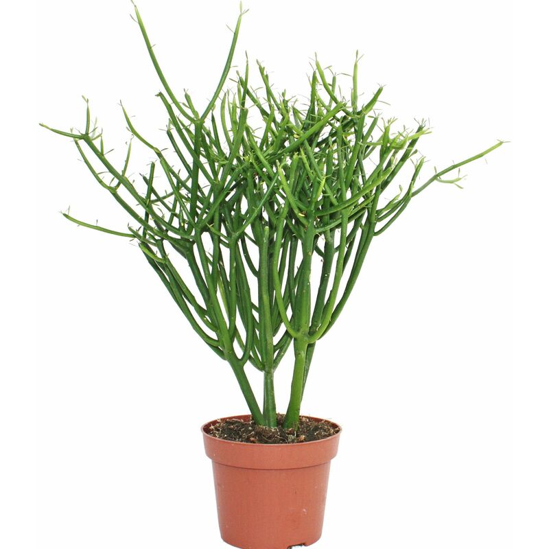 Euphorbia tirucalli - crayon cactus - grande plante en pot de 12 cm