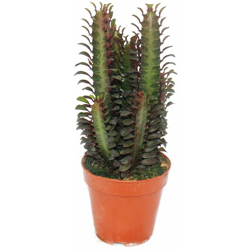 Exotenherz - Euphorbia trigona rubra - plante de taille moyenne en pot de 12 cm