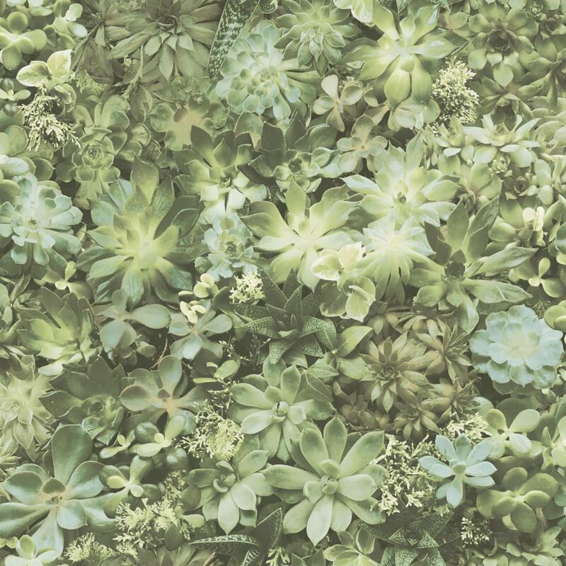 

Papel pintado Succulent verde y beige - Multicolor - Evergreen