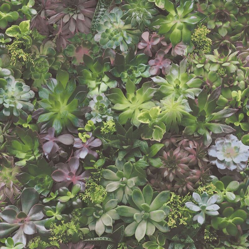 

Papel pintado Succulent verde y morado - Multicolor - Evergreen