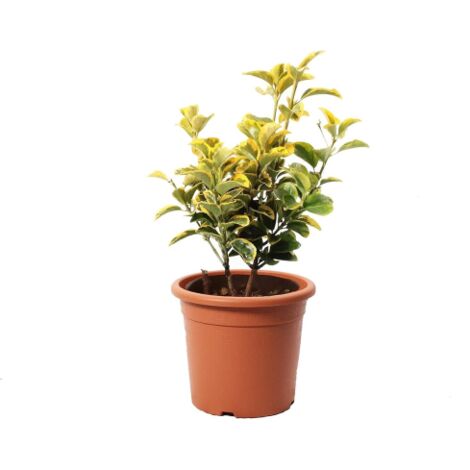 Evonimo "Euonymus japonicus" pianta da siepe sempreverde in vaso ø19 cm FOTO REALI - Select 1: Aureus