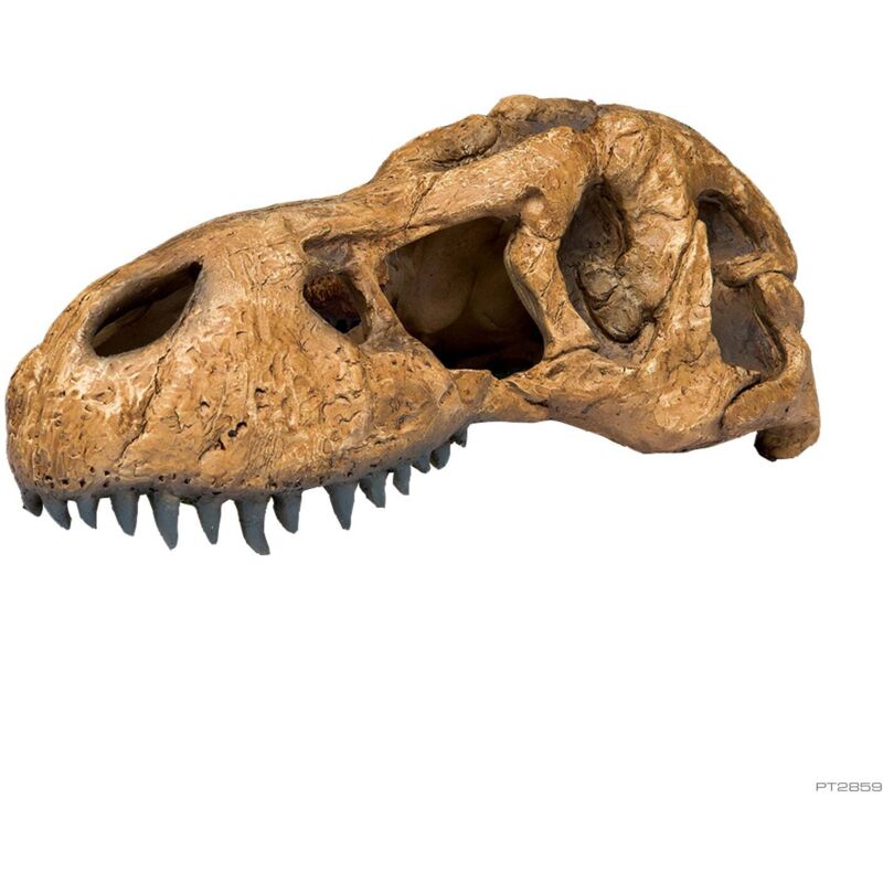 

Exo Terra craneo t-rex
