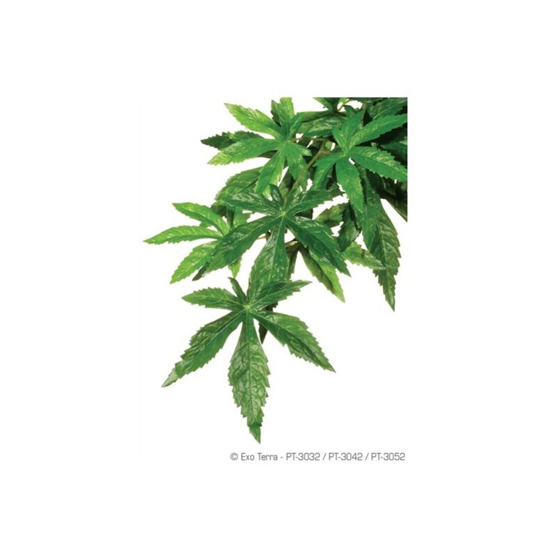 

Exo Terra planta de seda Abuliton med.