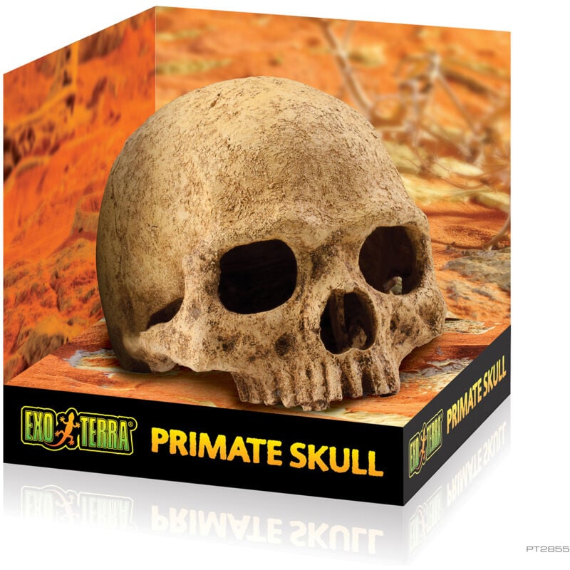 

Exo Terra primate skull