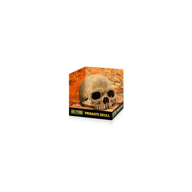 

Exo Terra Primate Skull