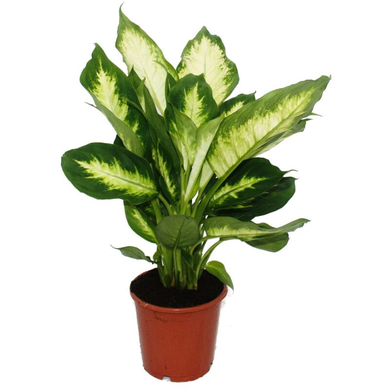 Dieffenbachia Camilla - 1 plante - plante d'intérieur facile d'entretien - purificatrice d'air - pot 12cm - Exotenherz