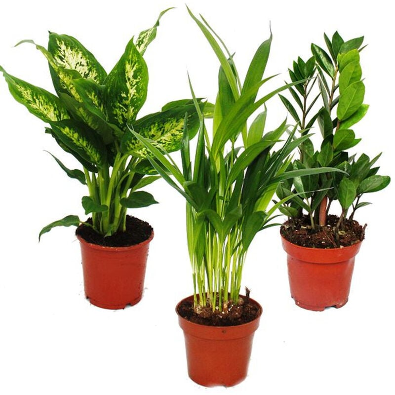 Set de plantes d'intérieur - Dieffenbachia - Dypsis lutescens - Zamioculcas - 3 plantes - facile d'entretien - purificateur d'air - pot 12cm