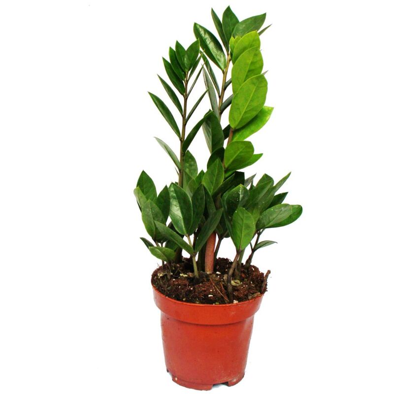 Exotenherz - palmier Zamio - Zamioculcas zamiifolia - 1 plante - facile d'entretien - purificateur d'air - pot 12cm