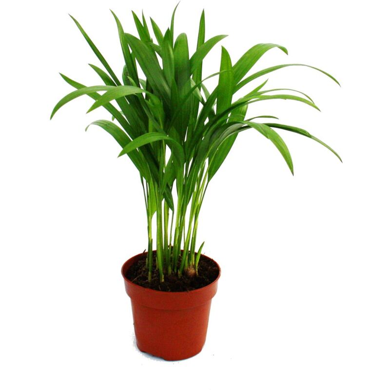 Palmier doré - Areca - Dypsis lutescens - 1 plante - facile d'entretien - purificateur d'air - pot 12cm - Exotenherz