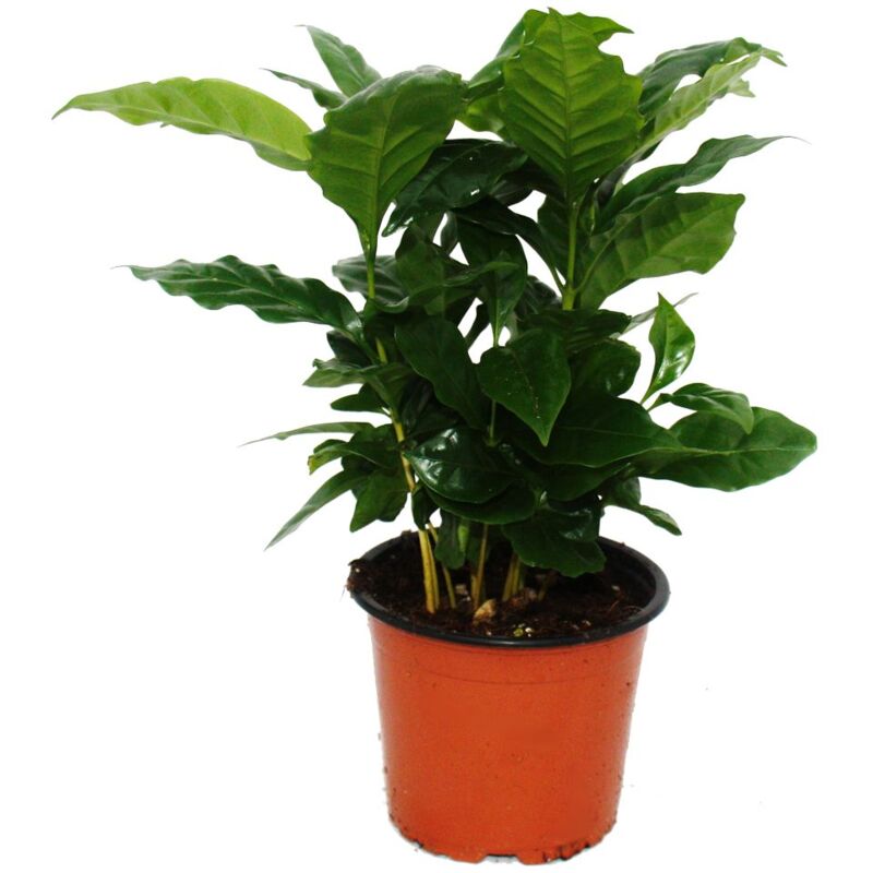Caféier - Coffea arabica - 1 plante - facile d'entretien - purificateur d'air - pot 12cm - Exotenherz