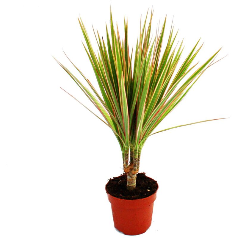 Dragonnier - Dracaena marginata Bicolor - 1 plante - plante d'intérieur facile d'entretien - purifiant l'air - pot de 12cm - Exotenherz