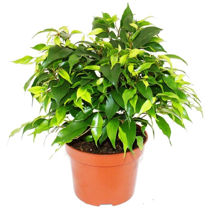 Figue qui pleure - Ficus Kinky - feuilles vertes - 1 plante - facile d'entretien - purificateur d'air - pot de 12cm - Exotenherz