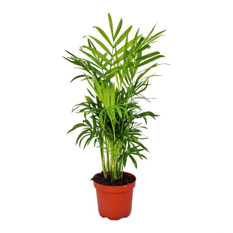 Palmier de montagne - Chamaedorea elegans - 1 plante - facile d'entretien - purificateur d'air - pot 12cm - Exotenherz
