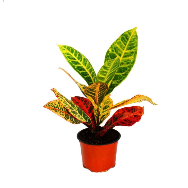 Exotenherz - arbuste merveilleux - Codiaeum Petra - 1 plante - facile d'entretien - purificateur d'air - pot de 12cm