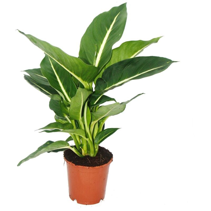 Exotenherz - Dieffenbachia Magic Green - 1 plante - plante d'intérieur facile d'entretien - purificatrice d'air - pot 12cm