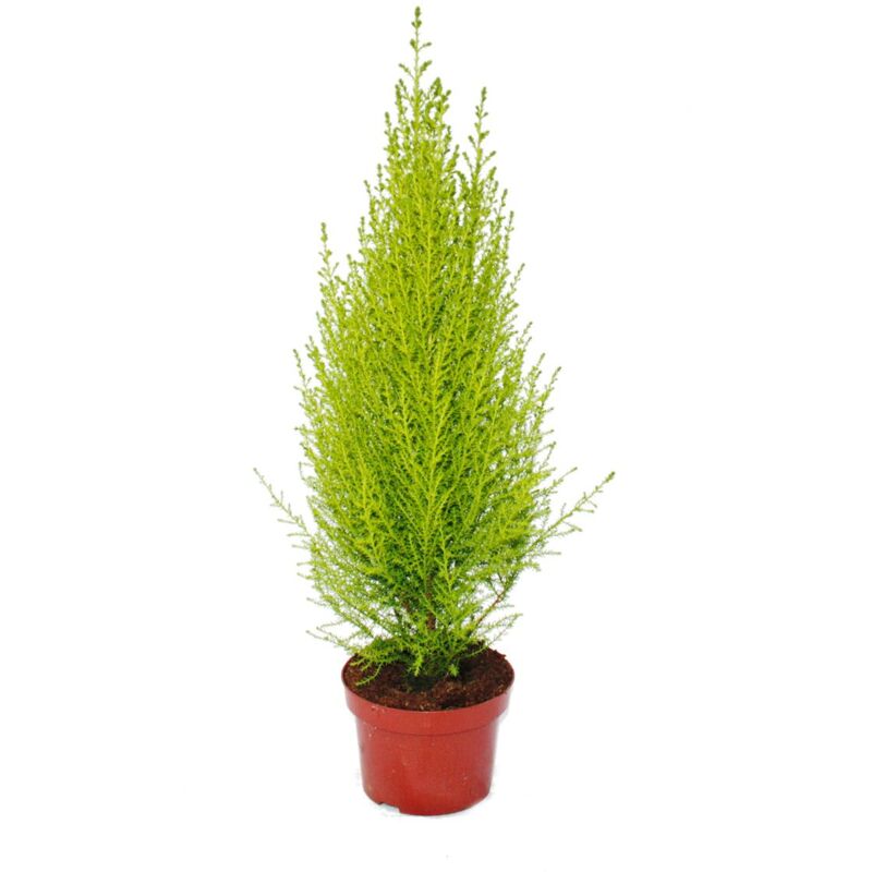 Exotenherz - Cyprès d'intérieur - Cupressus macrocarpa Wilma - 1 plante - facile d'entretien - purificateur d'air - pot 12cm