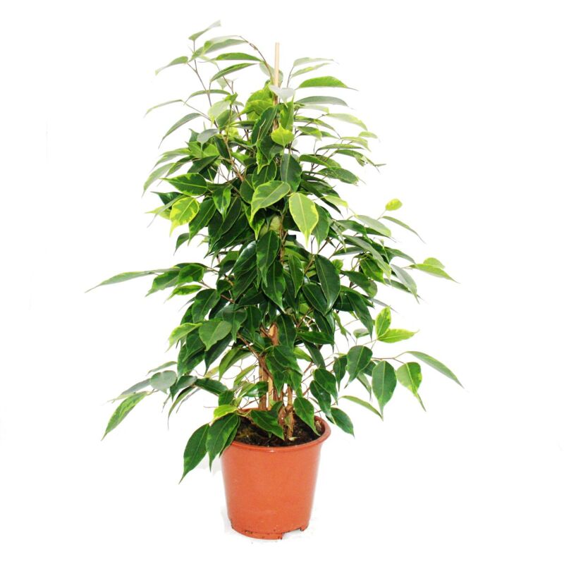 Figue qui pleure - Ficus Anastasia - feuilles vert clair - 1 plante - facile d'entretien - purificateur d'air - pot de 12cm - Exotenherz