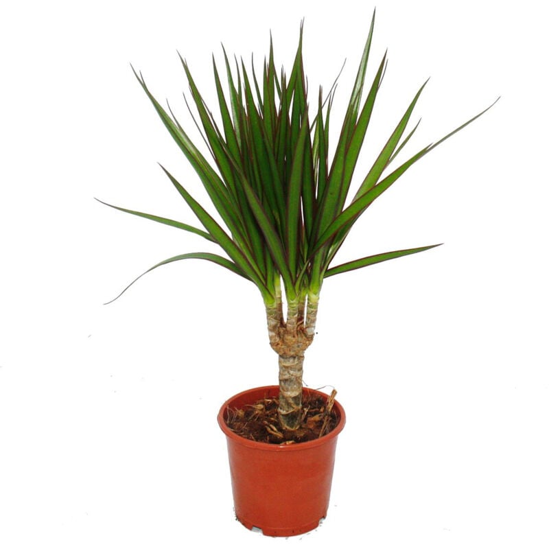 Exotenherz - dragonnier - Dracaena marginata - 1 plante - plante d'intérieur facile d'entretien - purificateur d'air - pot de 12cm