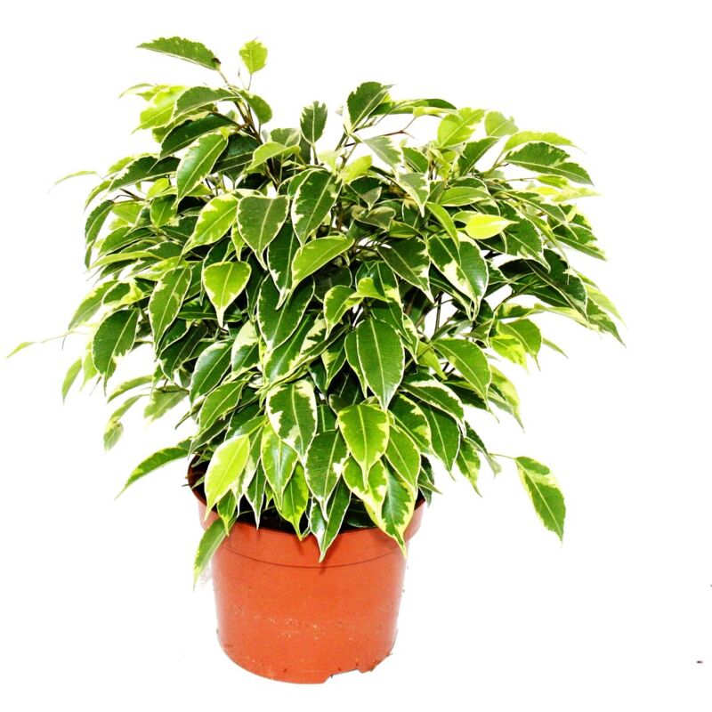 Exotenherz - figue qui pleure - Ficus Kinky - feuilles de couleur blanche - 1 plante - facile d'entretien - purificateur d'air - pot de 12cm