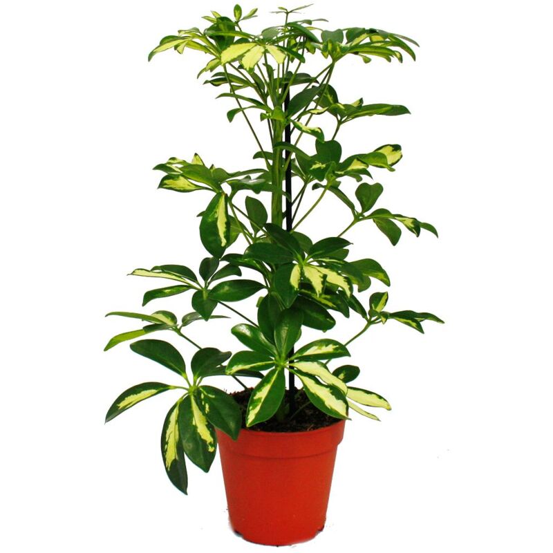 Exotenherz - Ray Aralia - Schefflera - Feuilles blanches - 1 plante - Plante d'intérieur facile d'entretien - Purifiant l'air - Pot 12cm