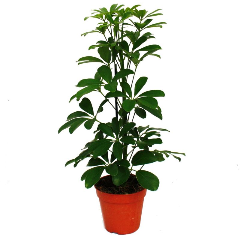 ray aralia - Schefflera arboricola 'Nora' - feuilles vertes - 1 plante - plante d'intérieur facile d'entretien - purifiant l'air - pot de 12cm