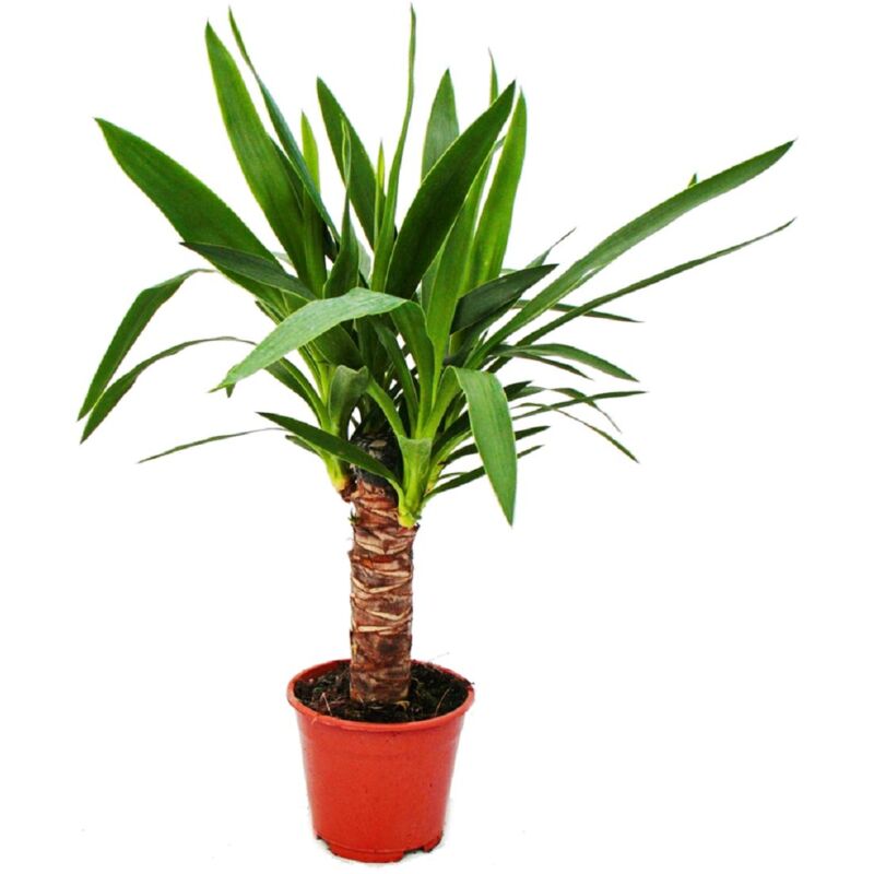 Exotenherz - lys de palmier - palmier yucca - 1 plante - entretien facile - purificateur d'air - pot 14cm