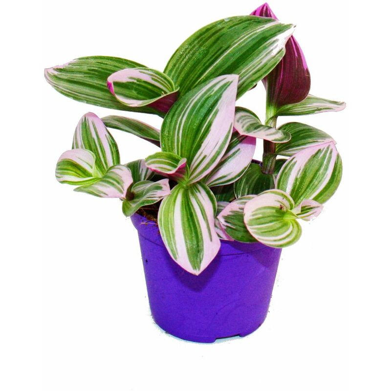 Exotenherz - fleur à trois mâts - Tradescantia Nanouk - plante d'intérieur à suspendre facile d'entretien - pot 9cm - rose