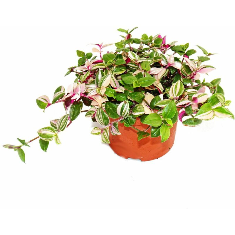 Exotenherz - fleur à trois mâts - Tradescantia quadricolor - plante d'intérieur à suspendre facile d'entretien - pot de 12 cm