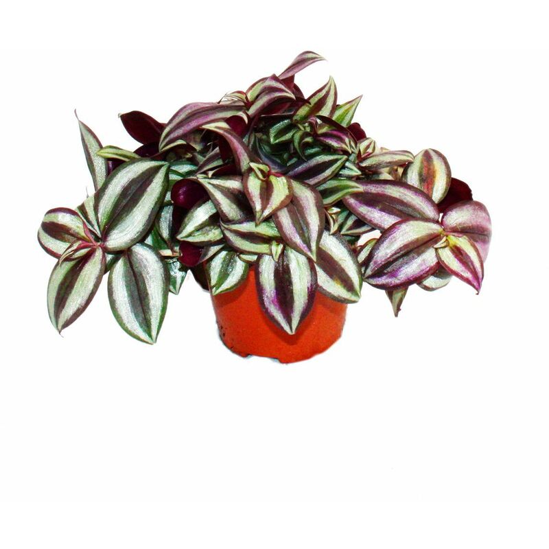 Exotenherz - fleur à trois mâts - Tradescantia zebrina - plante d'intérieur à suspendre facile d'entretien - pot de 12 cm