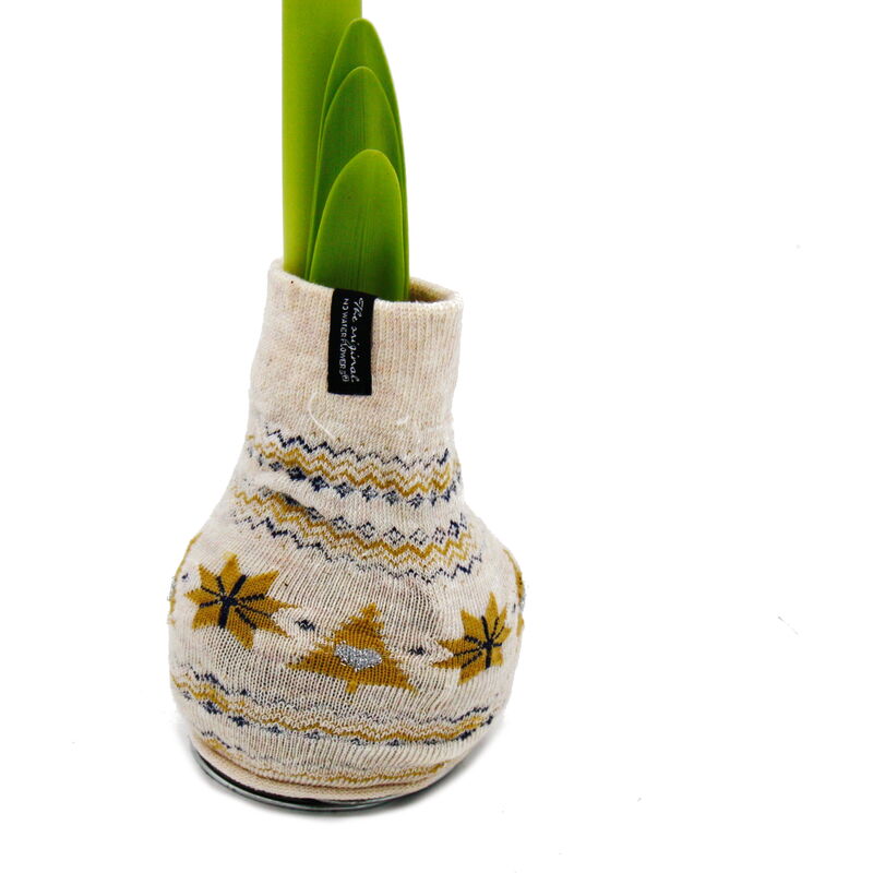 Coeur exotique - oignons d'amaryllis en chaussettes norvégiennes - étoile de chevalier - l'idée cadeau originale beige