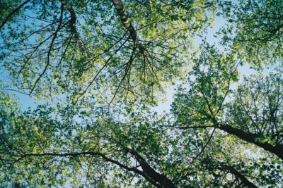 Anima Green