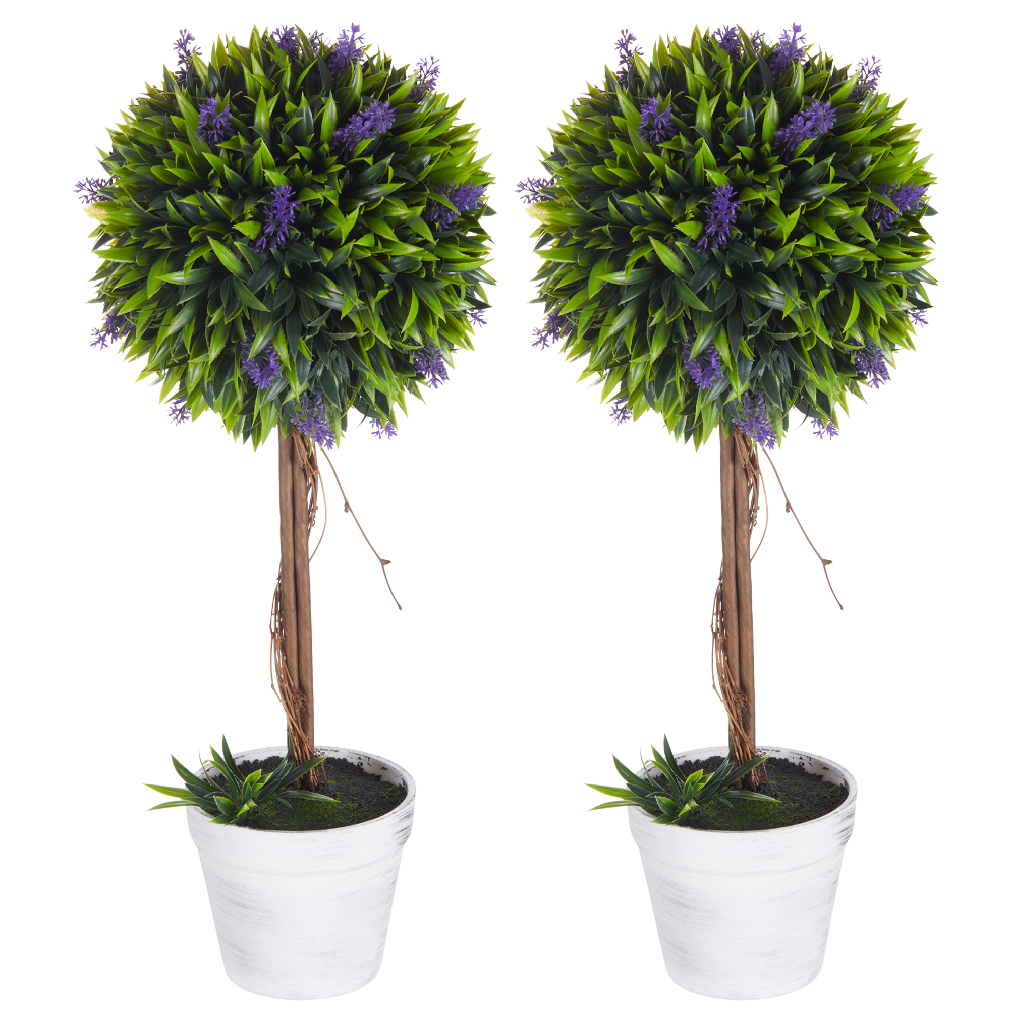 Les deux plantes boules en décoration