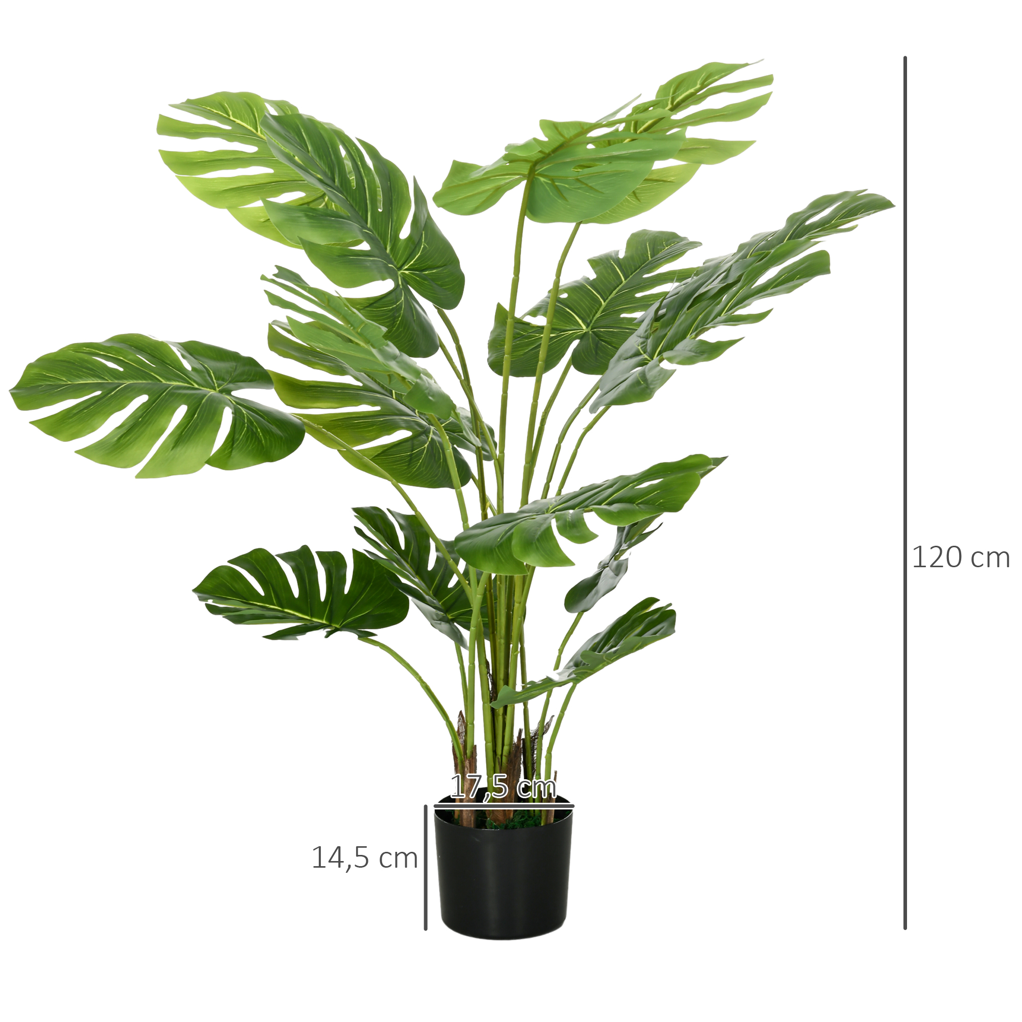 Dimensions du plante décorative