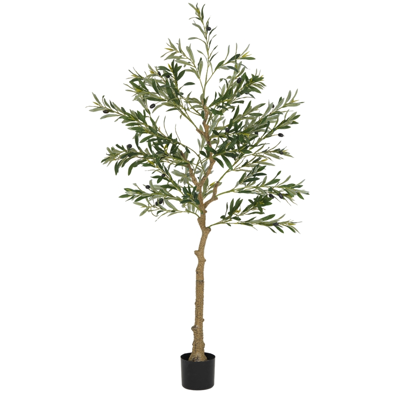 Vue principale du plante décorative