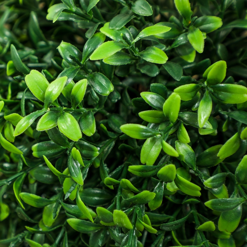 Présentation du plante décorative