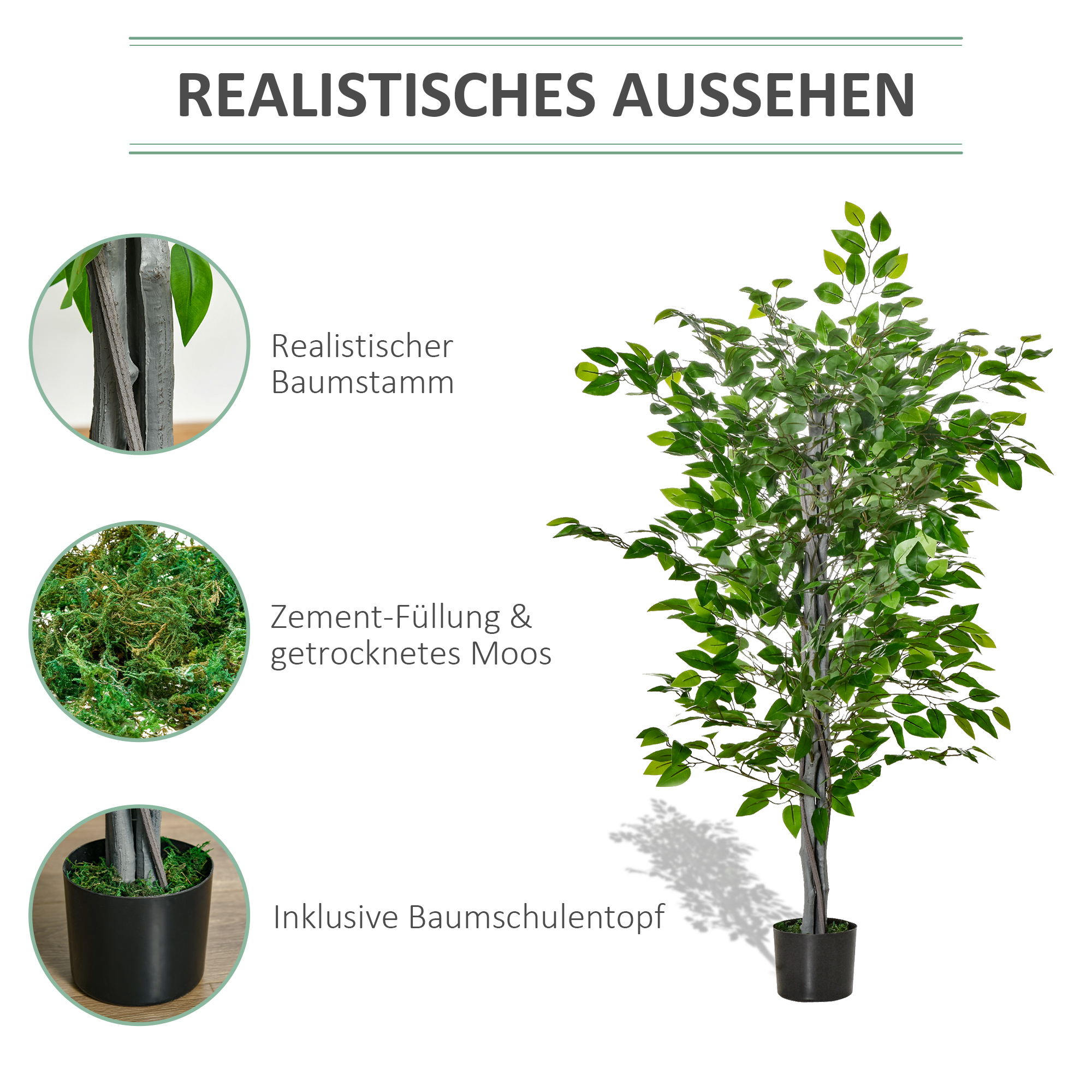 Présentation du plante décorative