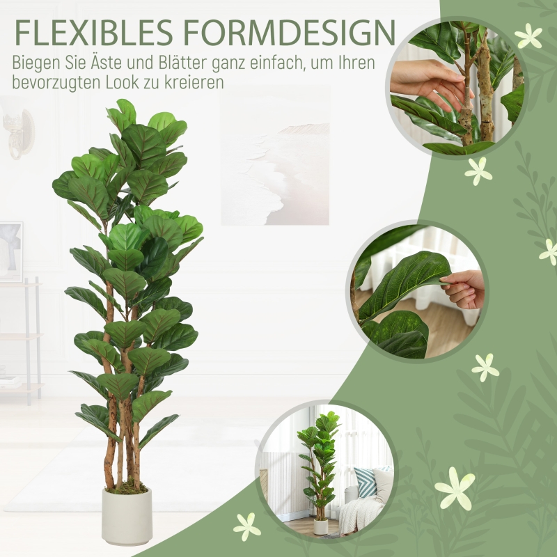 Présentation du plante décorative