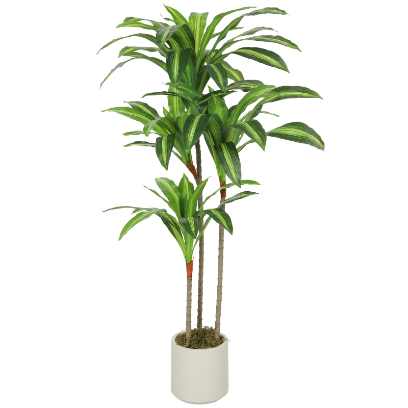 Vue principale du plante décorative
