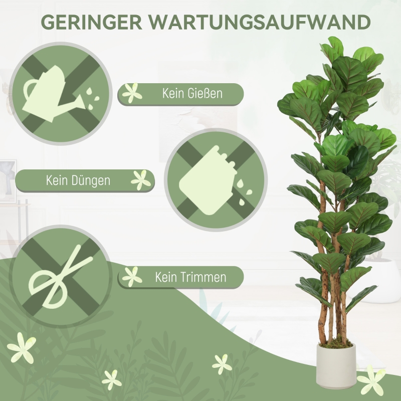 Présentation du plante décorative