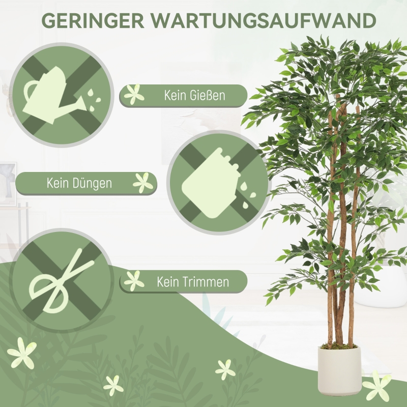 Présentation du plante décorative