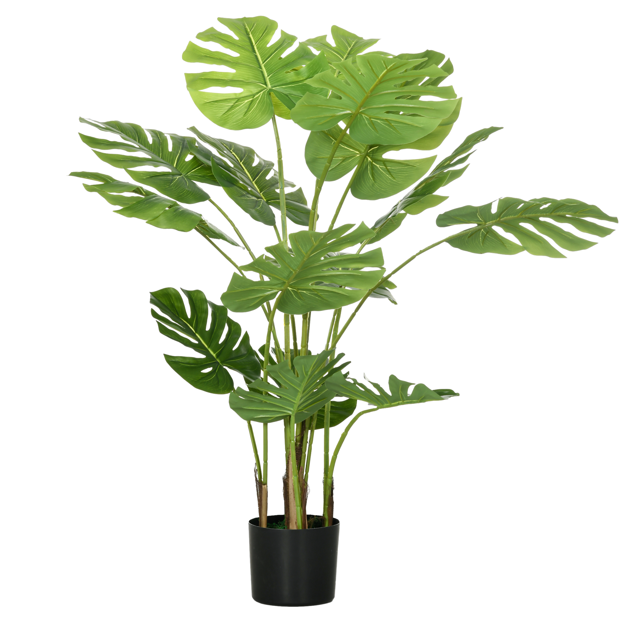 Vue principale du plante décorative