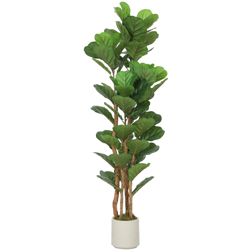 Vue principale du plante décorative