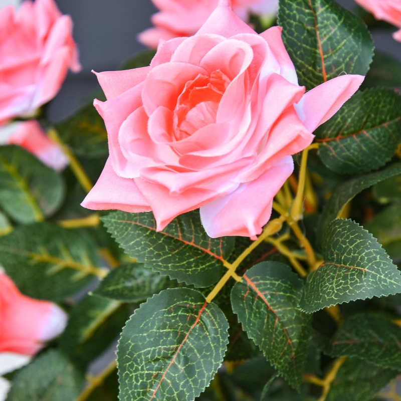 Présentation du plante décorative