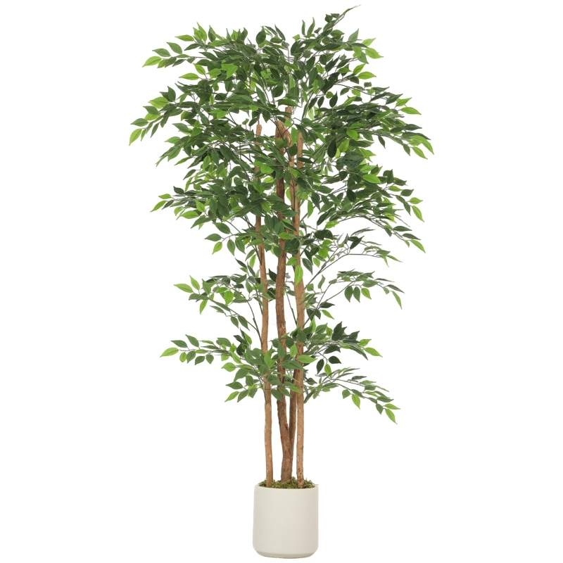Vue principale du plante décorative